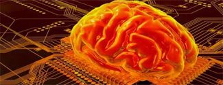Модель человеческого мозга. Модель мозга создана, но купить ее нельзя.